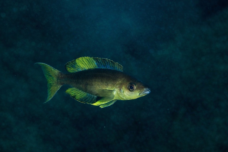 Cyprichromis microlepidotus 'Mabilibili'